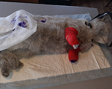 Животные приюта